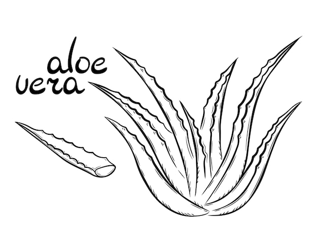 Collection of aloe vera medicinal plant and succulent stem cut. Hand drawn plant in sketch style.