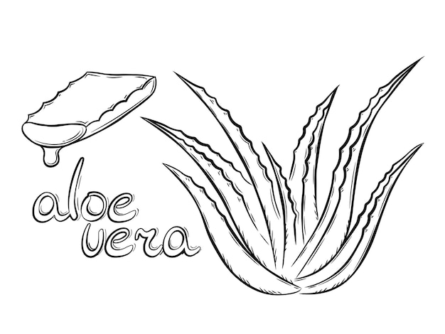 Collection of aloe vera medicinal plant and succulent stem cut. Hand drawn plant in sketch style.