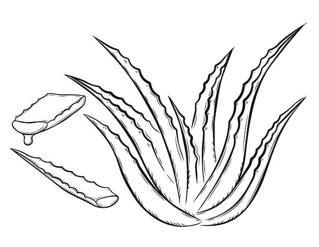 Collection of aloe vera medicinal plant and succulent stem cut. Hand drawn plant in sketch style.