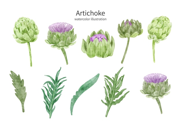 collection of artichoke floral watercolor illustration