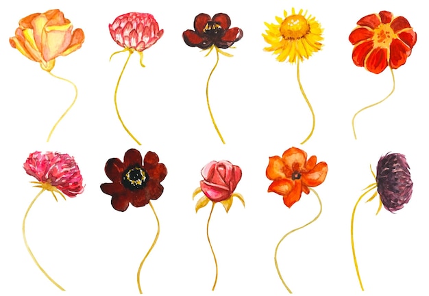 Collection of autumn flower buds watercolor