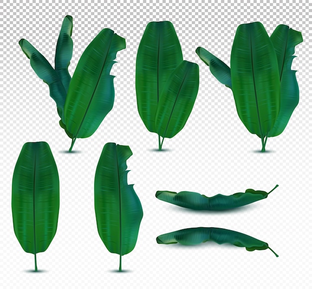 Collection banana leaves from different angles on transparent background Icon set Exotic leaf