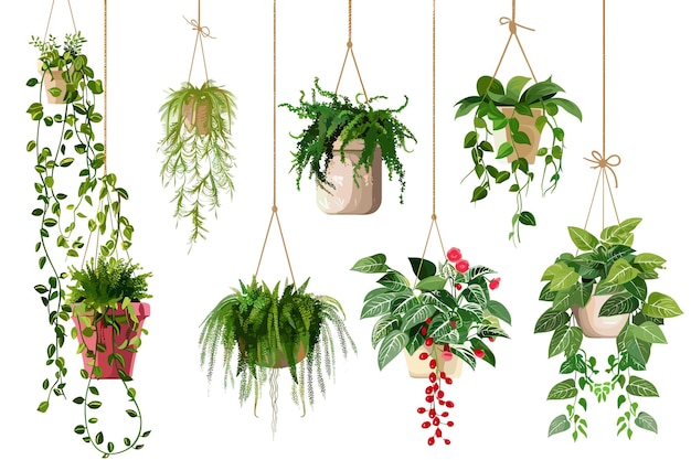 Collection of beautiful plants hanging in various pots isolated on white background