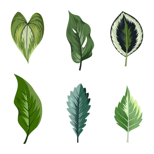 Collection of beautiful tropical leaves isolated on white