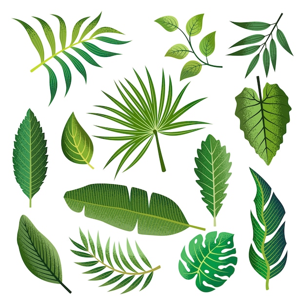 Collection of beautiful tropical leaves set