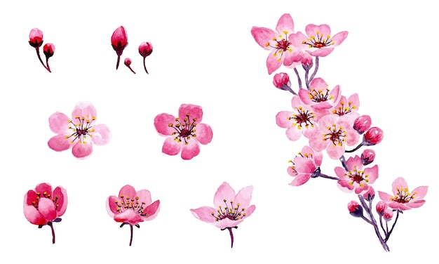 Collection of beautiful watercolor cherry flowers set on Isolated white background