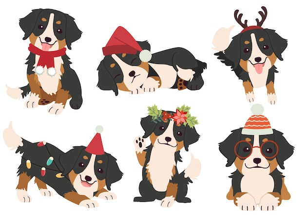 The collection of Bernese mountain in many actions for Christmas theme.