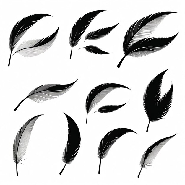 Vector a collection of black feathers with the word quot e quot on the bottom