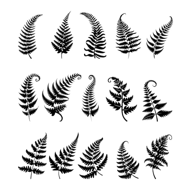 a collection of black and white Fern Leaves Clipart