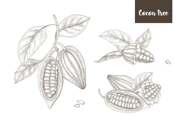 Collection of botanical drawings of whole and split ripe pods or fruits of cocoa tree, branches and leaves hand drawn with contour lines on white background. Vector illustration in vintage style.