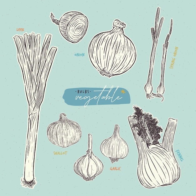 Collection of bulb vegetables. Hand draw sketch vector.