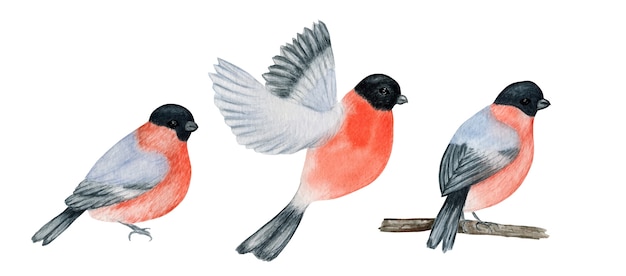 Collection of bullfinch birds