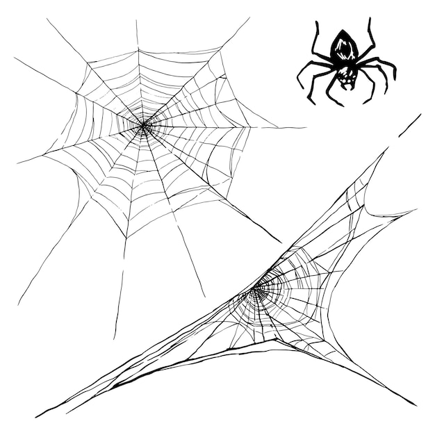 Collection of cobweb and spider isolated on white background Spiderweb for Halloween design spooky scary horror decor Hand drawn vector illustration