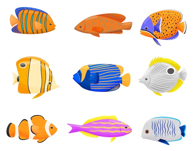 Collection of colorful fish on white background.