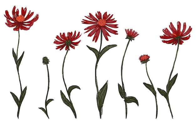 Collection of cone flower or Echinacea plants. Set of wildflowers. Botanical drawing isolated on white background. Hand drawn vector illustration.