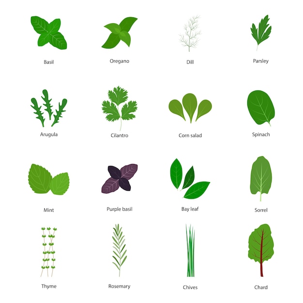 Collection of culinary herbs vector illustration