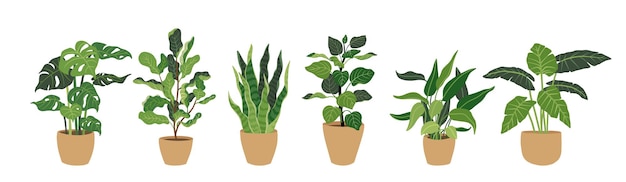 Collection Decorative green houseplants in pots,