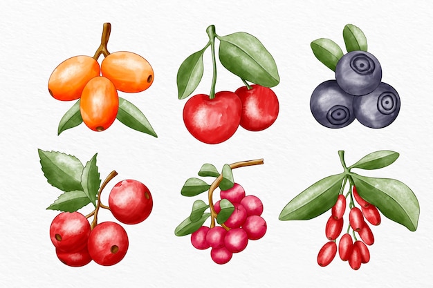 Collection of different fruits illustrated