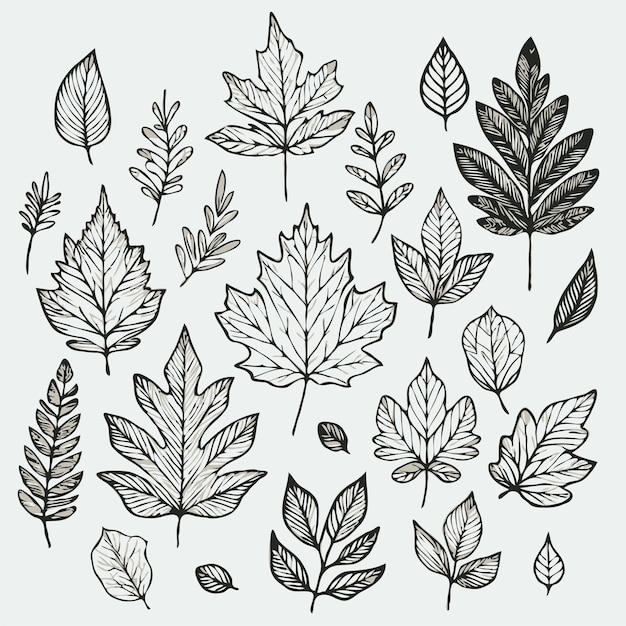 Vector a collection of different types of leaves and plants