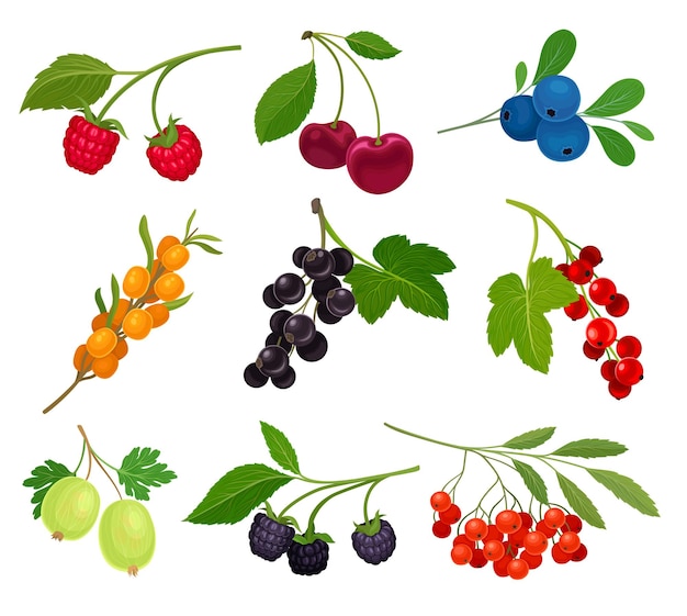 Collection of different varieties of berries on the stem with leaves Raspberry cherry currant blackberry gooseberry sea buckthorn rowan blueberry Vector illustration on white background