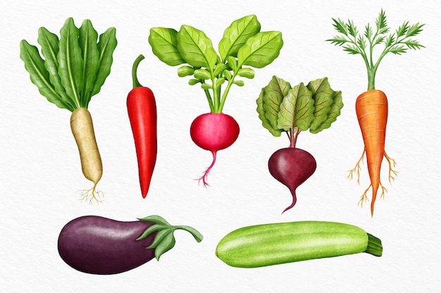 Collection of different vegetables illustrated