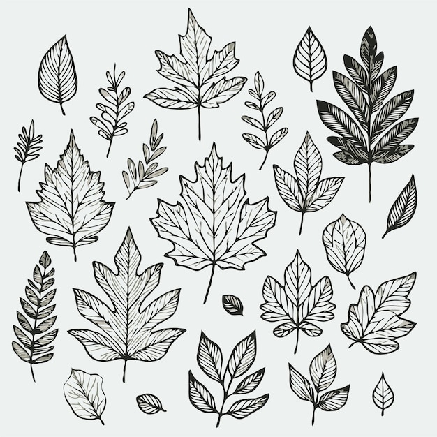 Vector a collection of drawings of leaves and plants including leaves and leaves