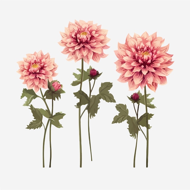 Collection of elegant and sophisticated dahlia flower vector patterns for design projects