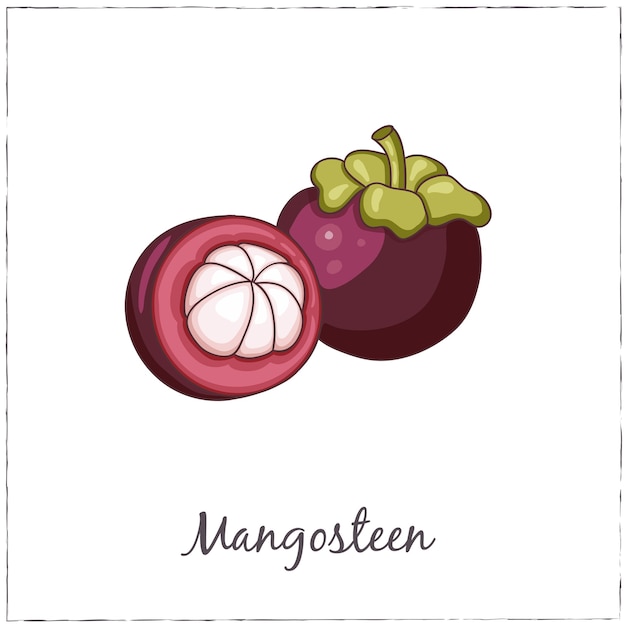 Collection of Exotic Fruits with Mangosteen with Slice