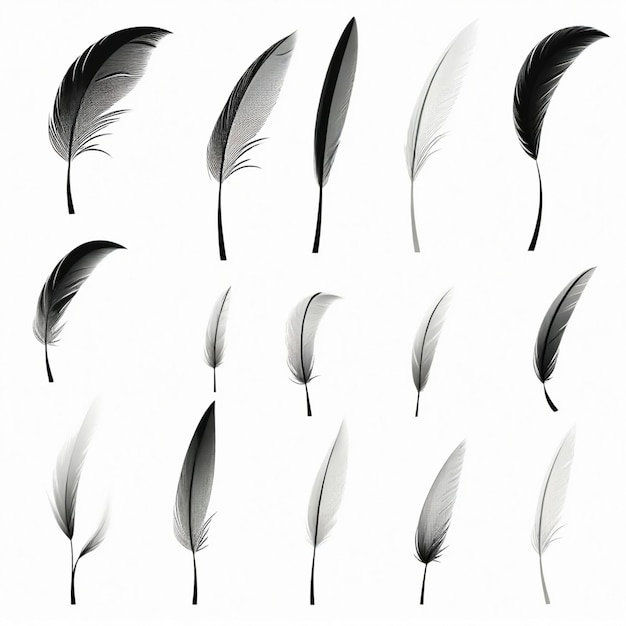 Vector a collection of feathers with a white background that says feather