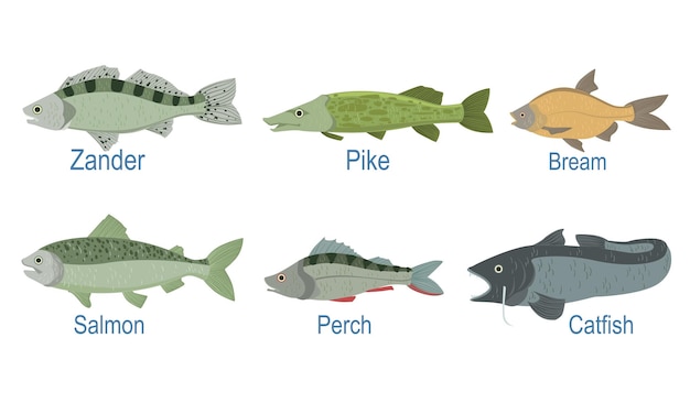 Collection of Fish Species with Name Subscription Zander Pike Bream Salmon Perch Catfish Vector Illustration