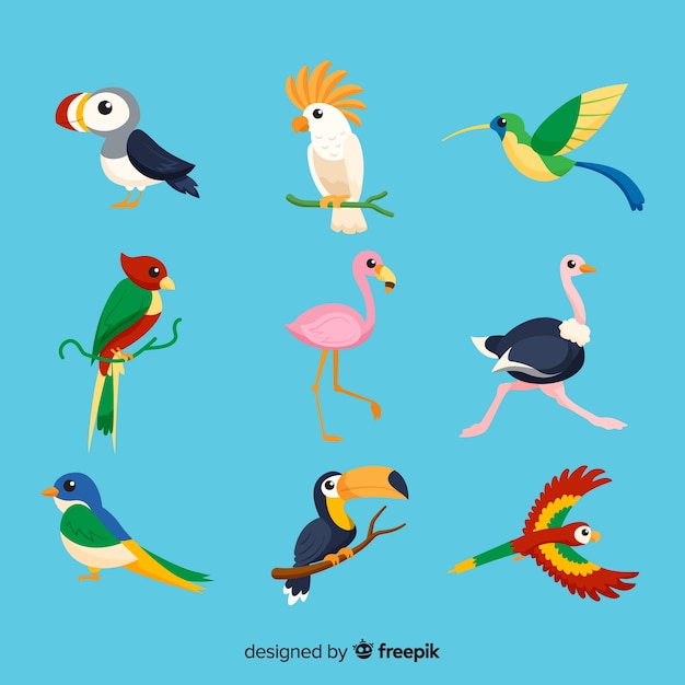 Vector collection of flat exotic bird