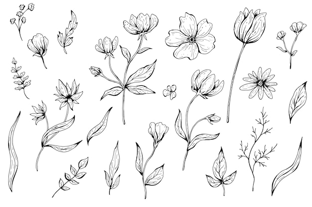 Collection of flowers, leaves, plants. Hand drawn   illustration. Monochrome black and white ink sketch. Line art. Isolated