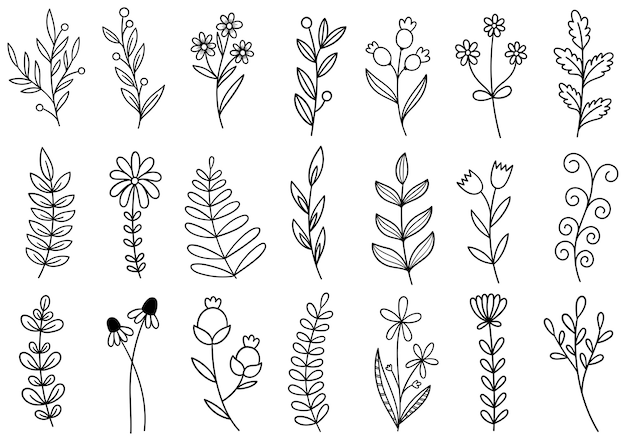 Collection forest fern eucalyptus art foliage natural leaves herbs in line style. Decorative beauty elegant illustration for design hand drawn flower