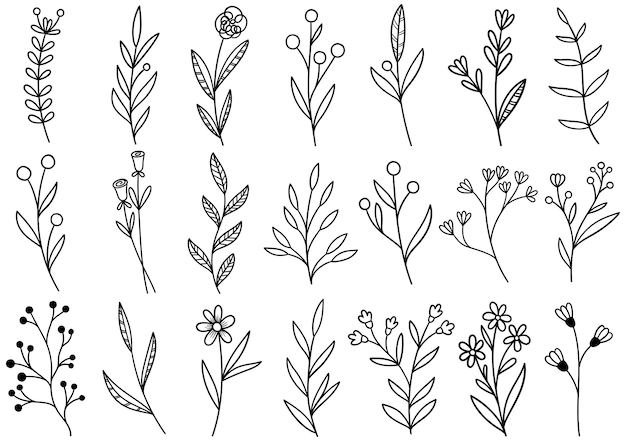 Collection forest fern eucalyptus art foliage natural leaves herbs in line style. Decorative beauty elegant illustration for design hand drawn flower