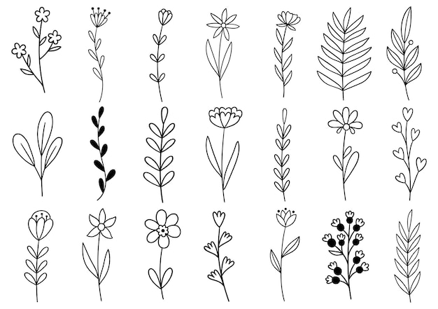 Collection forest fern eucalyptus art foliage natural leaves herbs in line style. Decorative beauty elegant illustration for design hand drawn flower