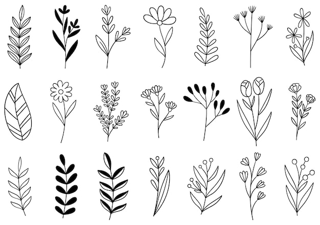 Collection forest fern eucalyptus art foliage natural leaves herbs in line style.  hand drawn flower