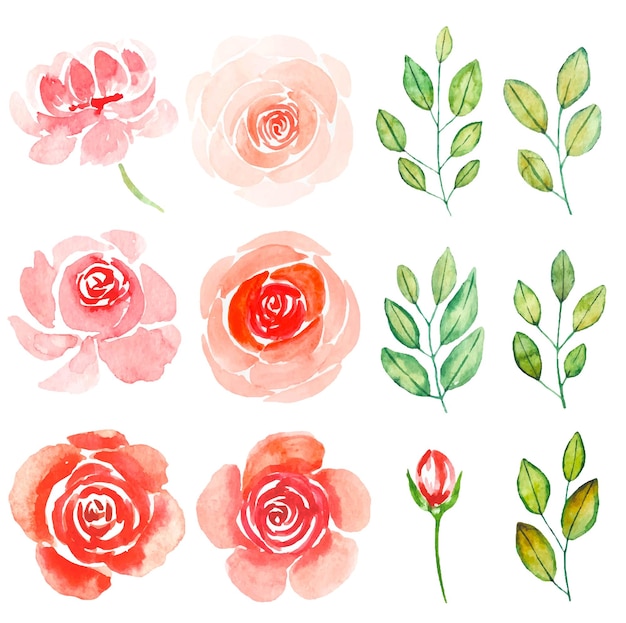 Collection of garden red rose and leaves watercolor