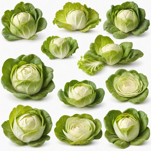 a collection of green cabbages with the name of the garden