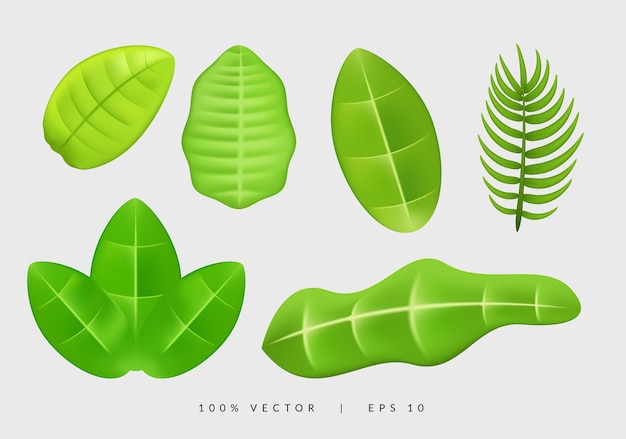 Collection of green tropical leaves with different types. 3d vector green plant on white background