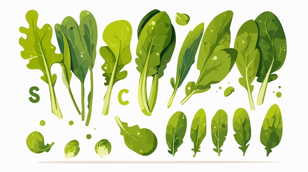 Vector a collection of green vegetables from the series