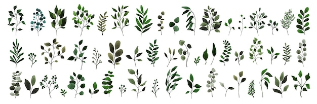 Collection of greenery leaves branch twig flora plants. Floral watercolor wedding objects, botanical foliage. Vector elegant  herbal spring illustration for invitation card