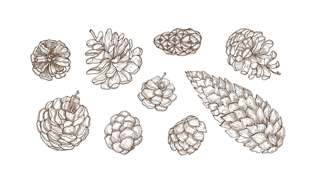 Collection of hand drawn cones of evergreen coniferous trees