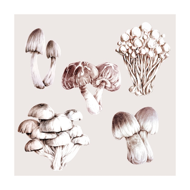 Collection of hand drawn Mushrooms