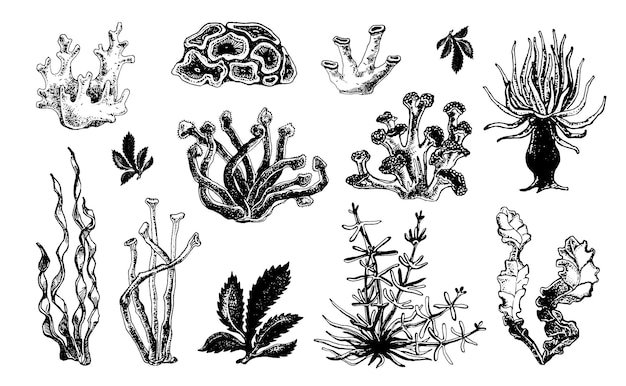 Collection of hand drawn ocean plants and coral reef elements Algae sketch vector