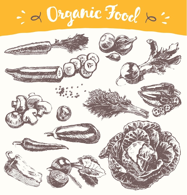 Collection of hand drawn vegetables, vector illustration, sketch, engraved style