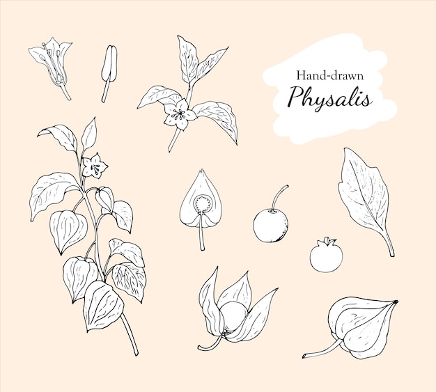 Collection of handdrawn physalis plant fruit leaf berry stamen and pistil Botanical illustration