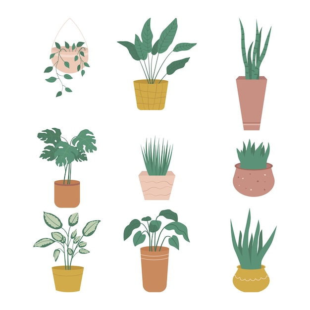 Collection home decor of potted plants