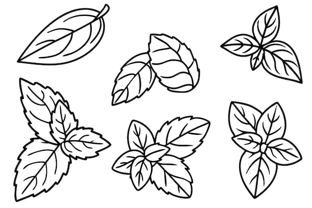 a collection of images of leaves and leaves with a white background