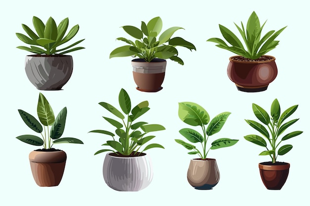 Collection of indoor plants