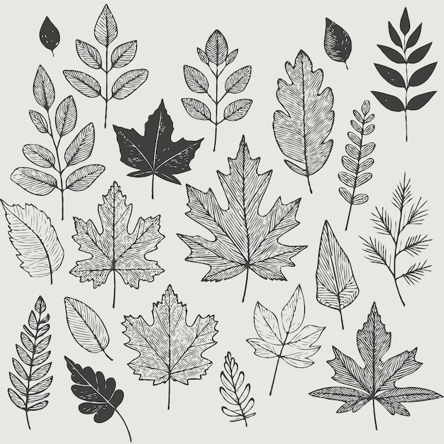 Vector a collection of leaves and plants including leaves